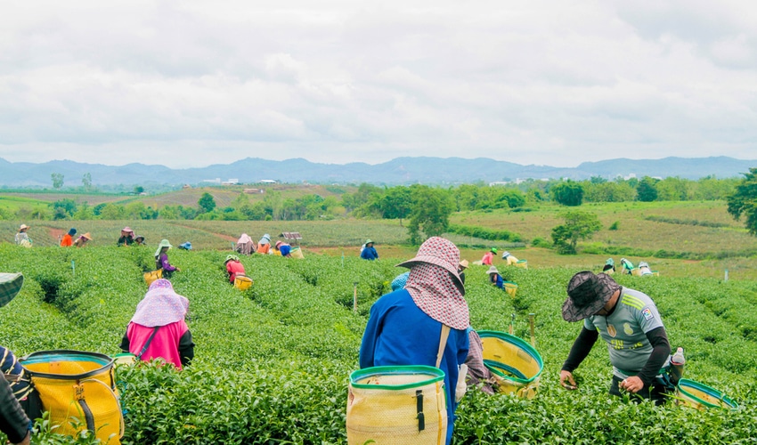 green tea farm worker going to harvest the organic green tea farm