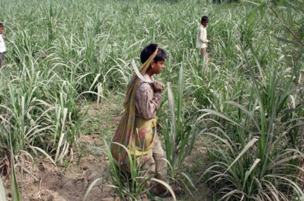 bonded labour and child labour rampant in sugarcane factories, says report