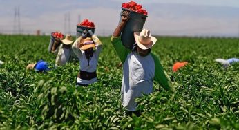 “Are Farmworkers really safe in California’s Salinas?,” Labor rights activists questions
