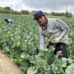 migrant labour law made inflexible by portugal