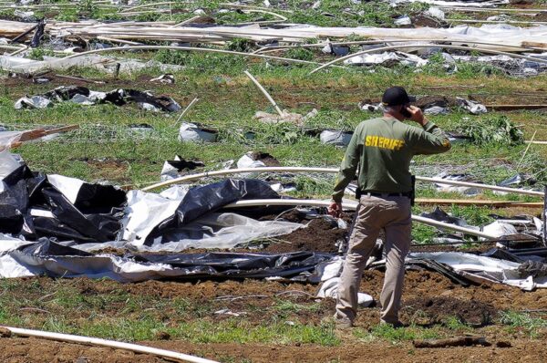 migrant oregon weed workers face threats amid illegal boom