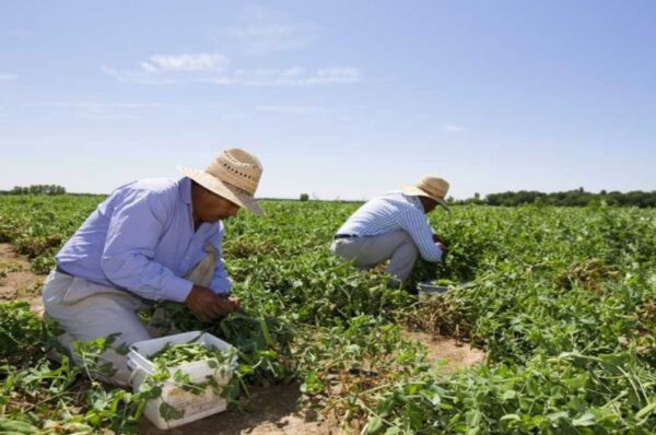 migrant workers forced into giving dna sample in ontario