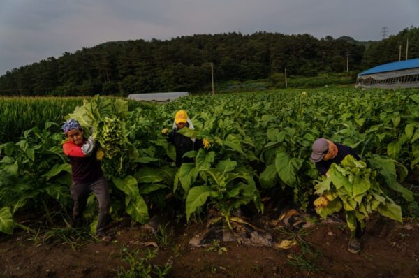 south korea extends migrant visas in agriculture sector